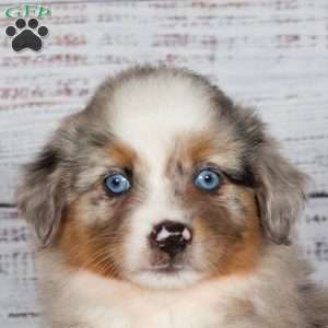 Tiffany, Miniature Australian Shepherd Puppy